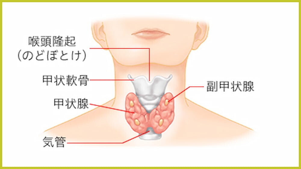 甲状腺 位置 図解