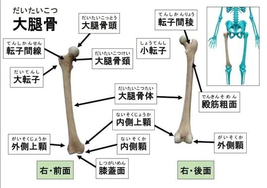 大腿骨の解剖図