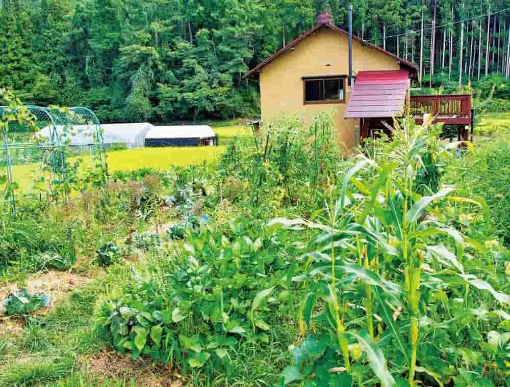 自給自足 野菜栽培