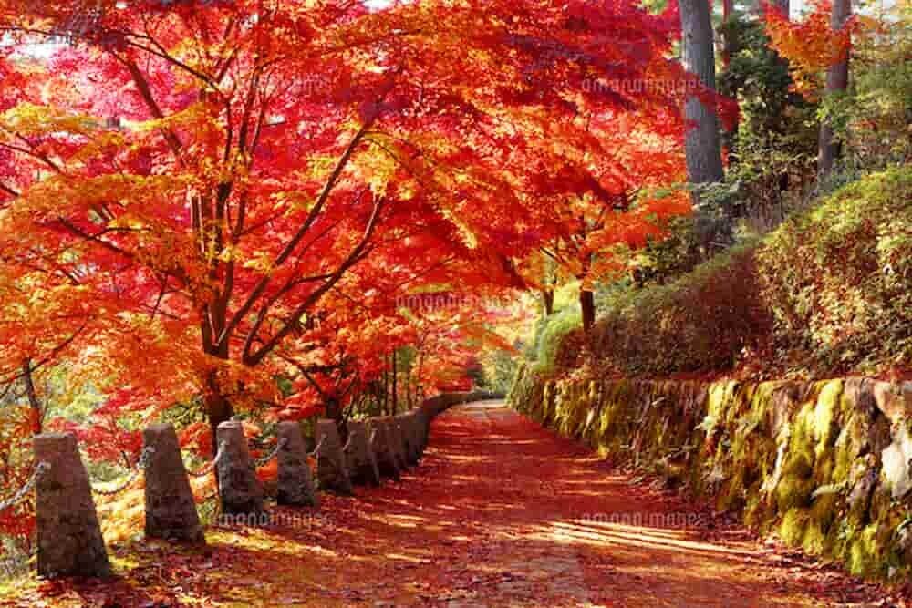 吉野山 紅葉