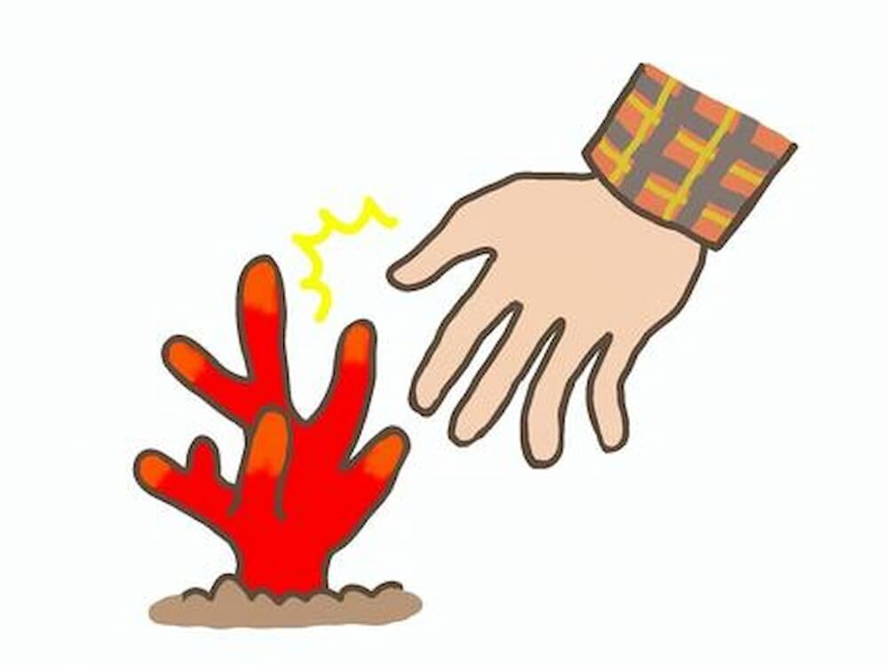 カエンタケ 応急処置 イラスト