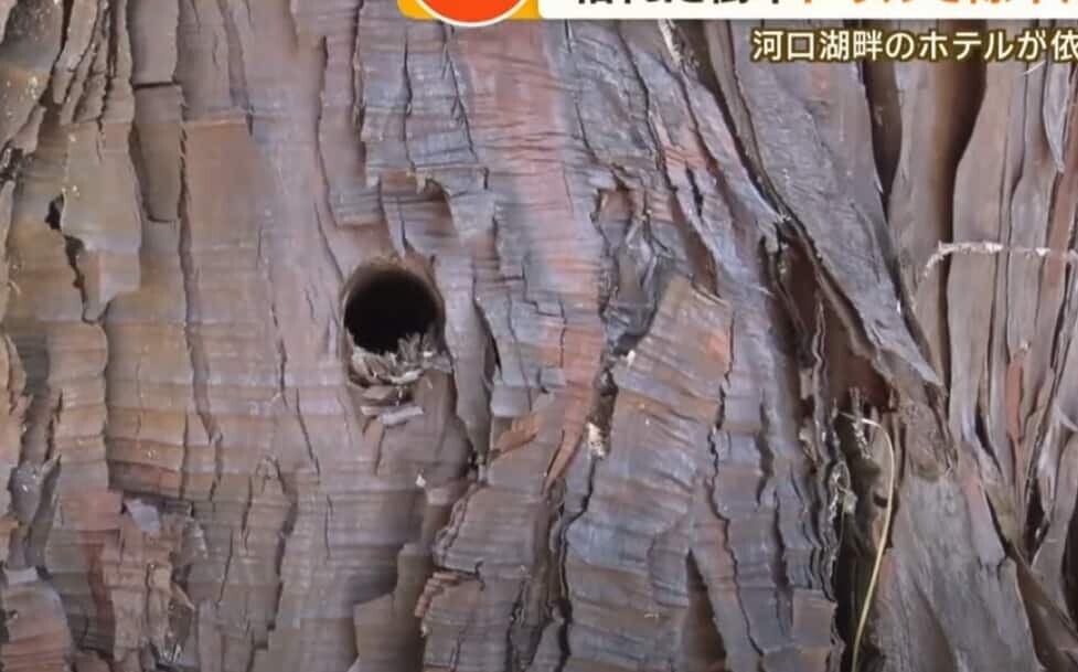 ヒノキ 被害