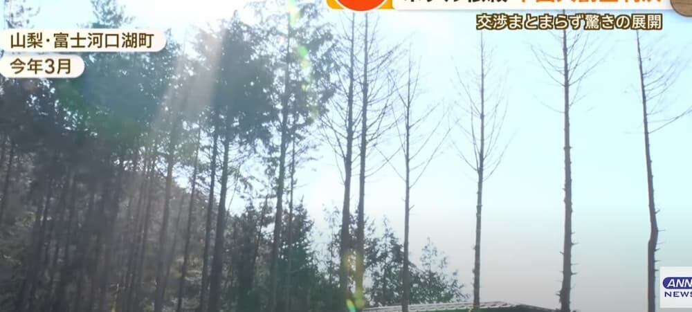 23本のヒノキが無断で切り倒された事件