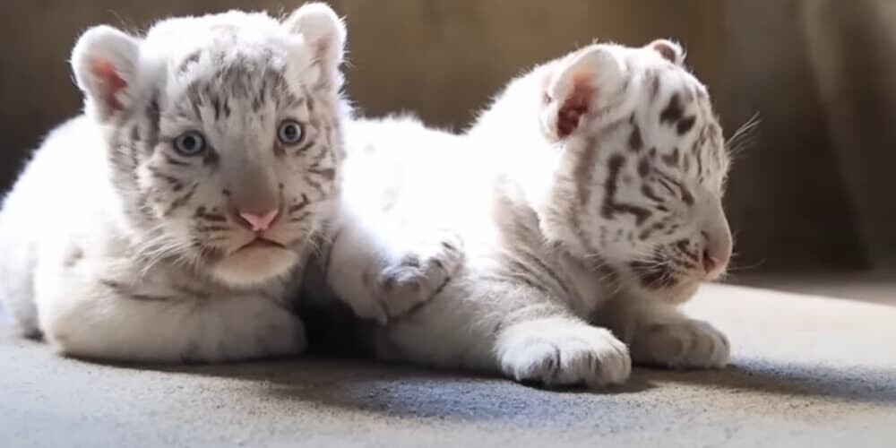東武動物公園 ホワイトタイガー 赤ちゃん 2024