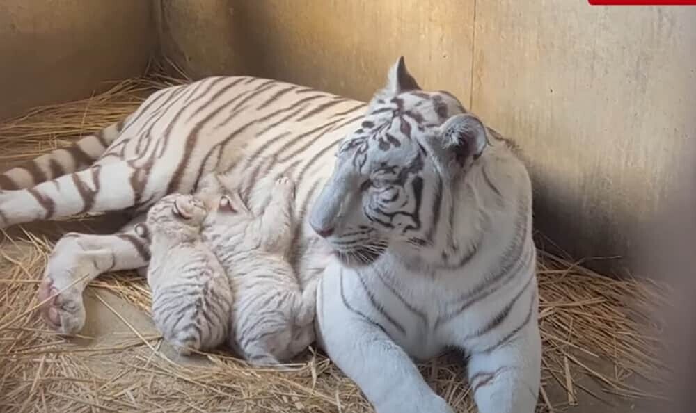 東武動物公園 ホワイトタイガー ソルティ