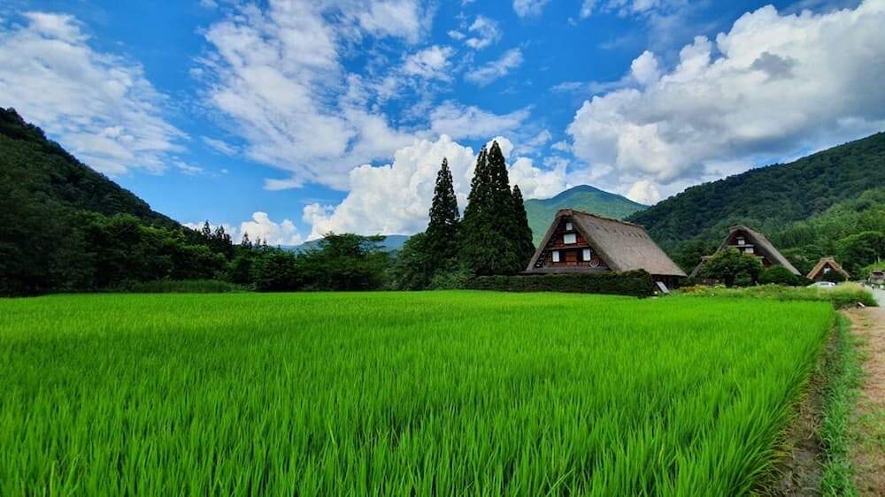 新潟の美しい田んぼ風景