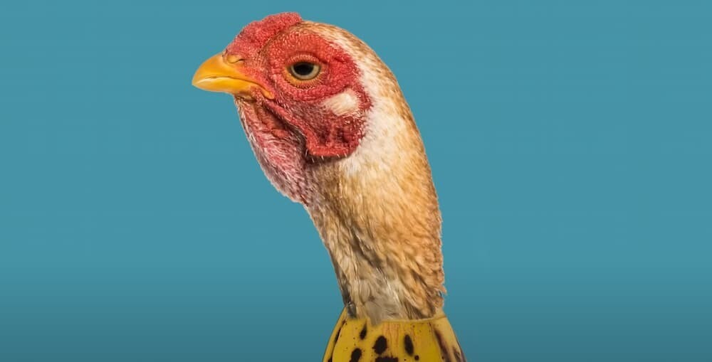 Chicken Bananaの和訳｜Artist Name｜人気の英語曲を日本語で楽しむ