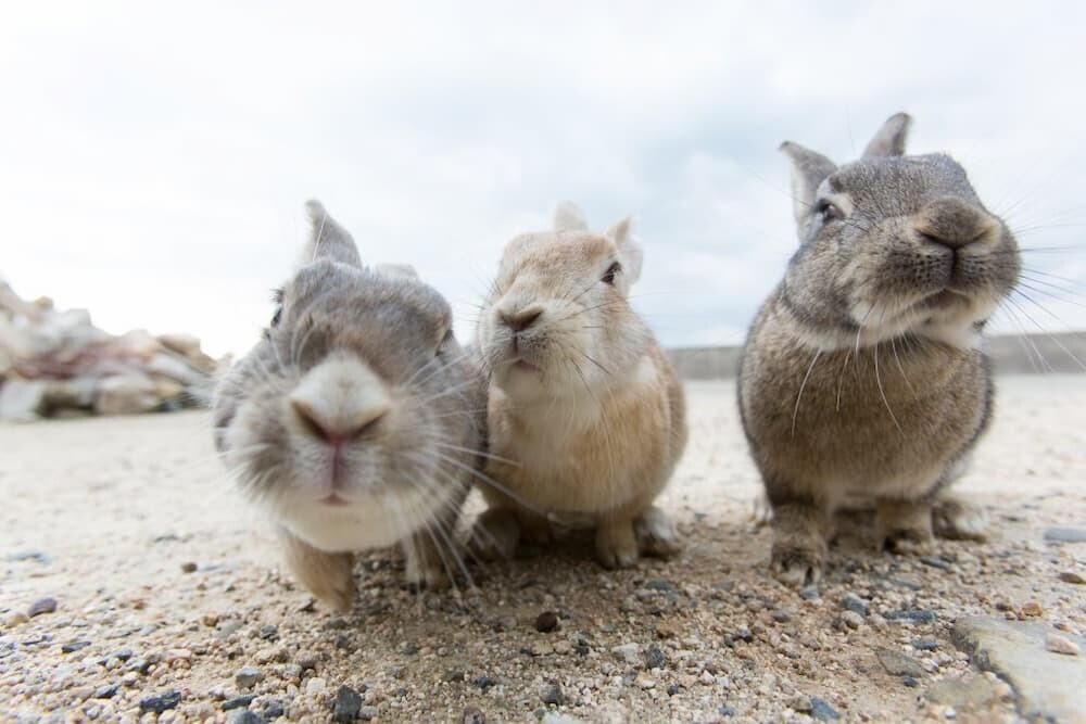 大久野島 ウサギ
