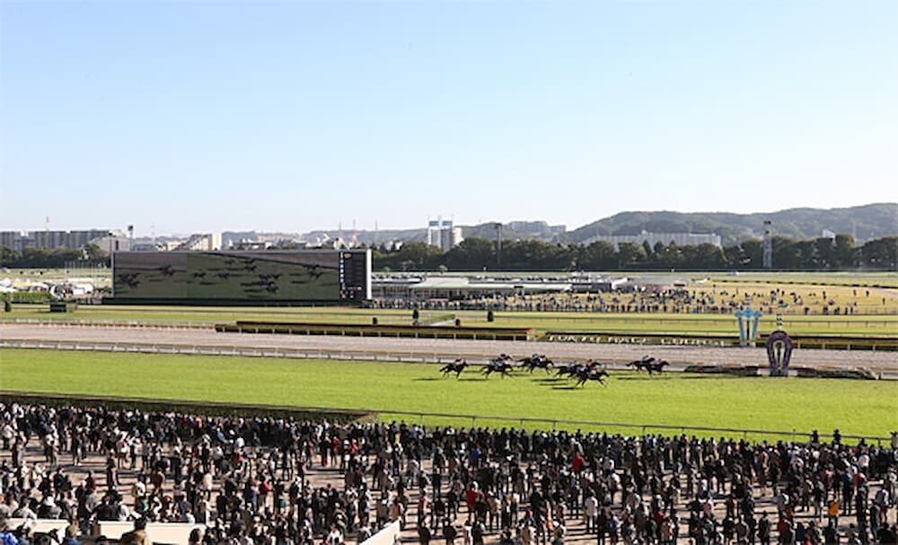  東京競馬場芝コース