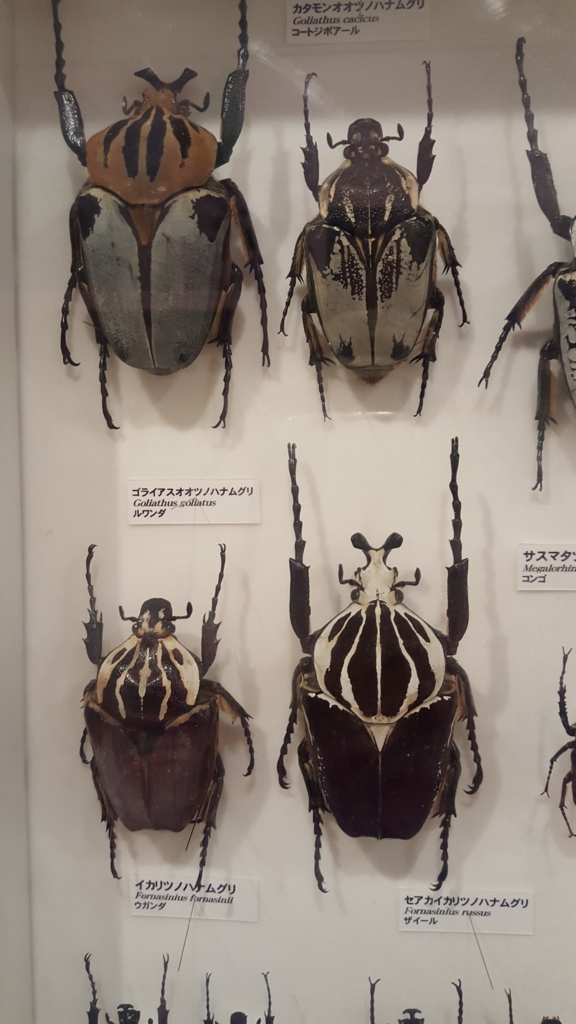 Yahoo!オークション -「タガメ標本」(その他) (虫類)の落札相場・落札