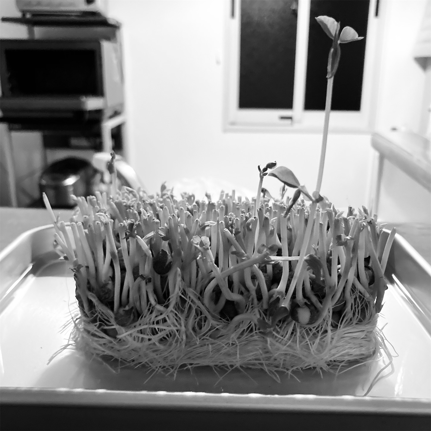 f:id:oktr_nks:20201024210802j:image f:id:oktr_nks:20201024210802j:image