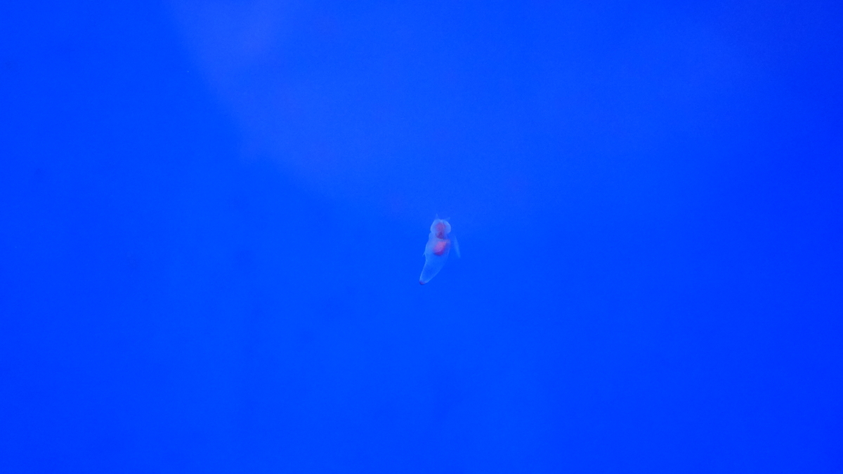 f:id:oku123456:20191020165921j:plain