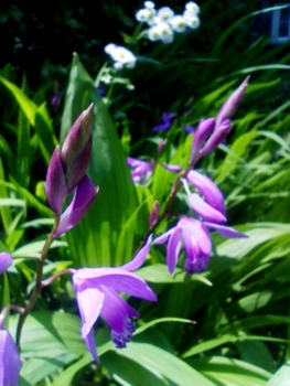 f:id:oku_anijin0406:20120506141326j:image