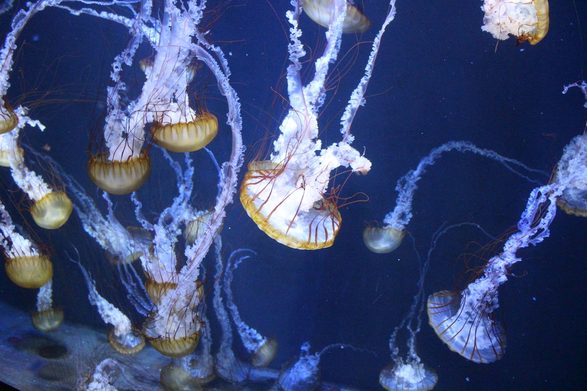 種類豊富 加茂水族館 はクラゲの水族館 そして きらきらうえつ号 の車窓から見える夕日に感動 ビクティニと昔ロマンのブログ 種類豊富 加茂水族館 はクラゲの水族館 そして きらきらうえつ号 の車窓から見える夕日に感動 ビクティニと昔ロマンのブログ