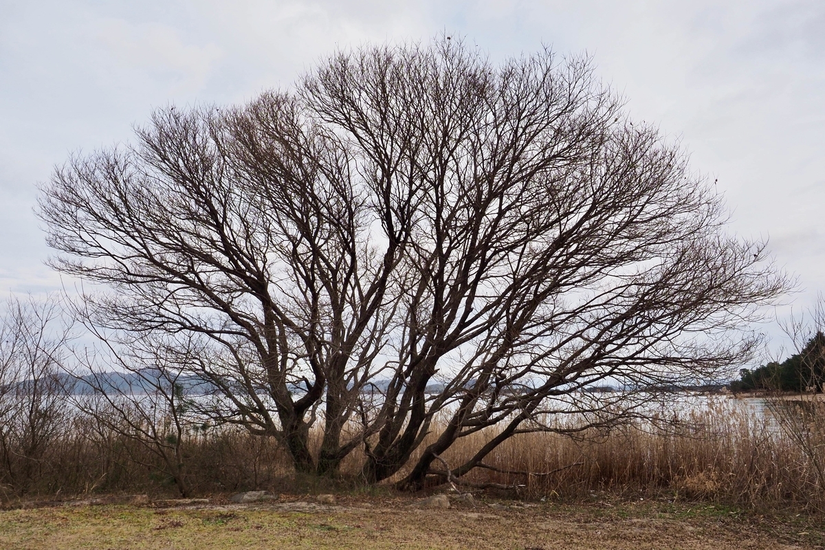 滋賀県マイアミ浜キャンプ場