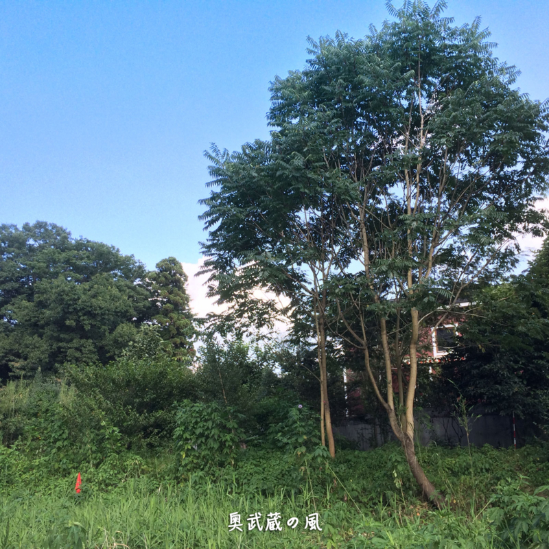 f:id:okumusashinet:20150810064823j:plain