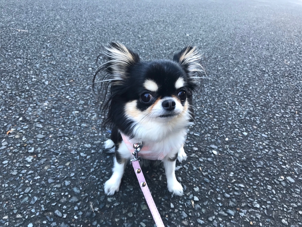 f:id:okuribitotan:20191111134705j:plain f:id:okuribitotan:20191111134705j:plain