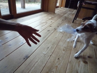 f:id:okuu:20110310182654j:image f:id:okuu:20110310182654j:image