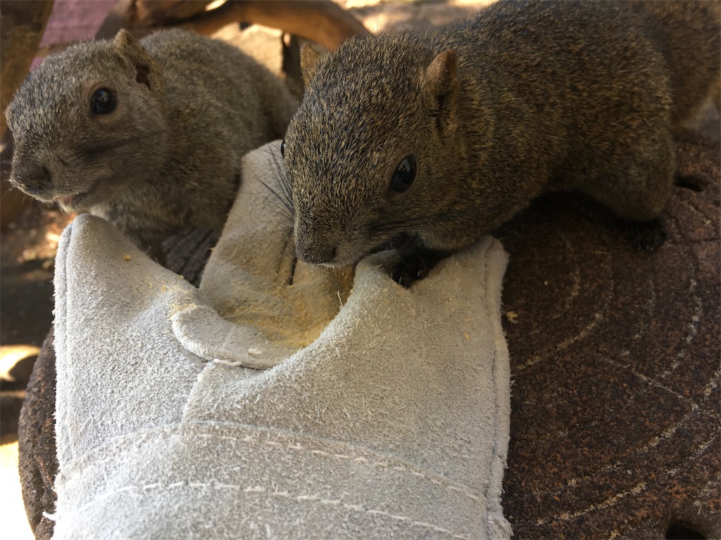 f:id:okuvel_jp:20180929171555j:image