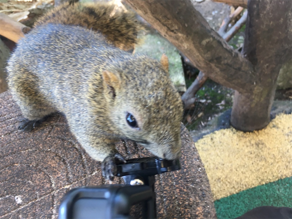 f:id:okuvel_jp:20180929171702j:image