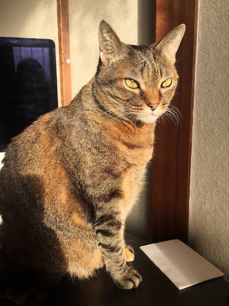 f:id:oldtypeossan:20190101230438j:plain f:id:oldtypeossan:20190101230438j:plain