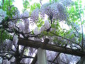 亀戸天神の藤