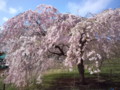 大室山さくらの里