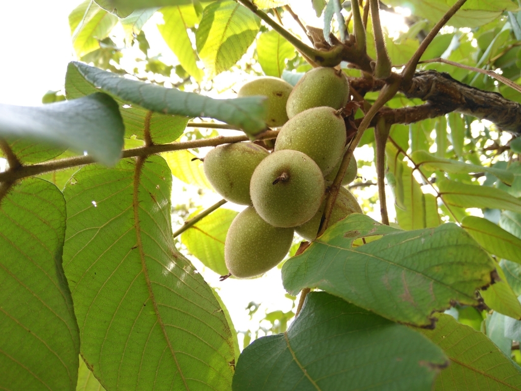 f:id:olive-garlic:20180819114933j:plain f:id:olive-garlic:20180819114933j:plain