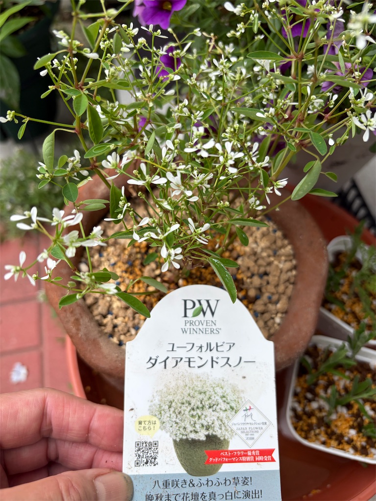 f:id:olivekitchen:20260703103547j:image f:id:olivekitchen:20260703103547j:image