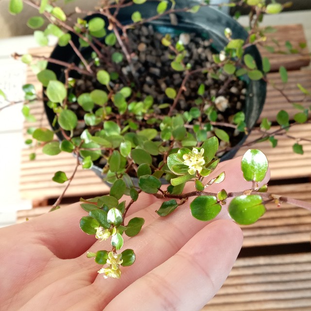 ワイヤープランツにお花が咲いてます マンションベランダでの地味ガーデニング記録