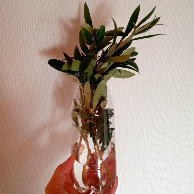 会社の植物仲間がオリーブの挿し木に成功した マンションベランダでの地味ガーデニング記録 会社の植物仲間がオリーブの挿し木に成功した マンションベランダでの地味ガーデニング記録