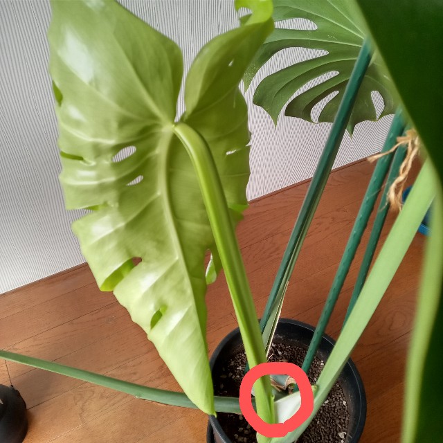 モンステラの新しい葉 マンションベランダでの地味ガーデニング記録