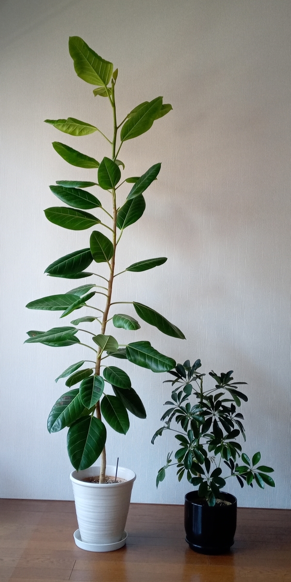 ⚠️直接引き渡し限定⚠️フィカスアルテシマ フィカス・アルテシマ H45cm（ポット付き）｜フェイクグリーンなら