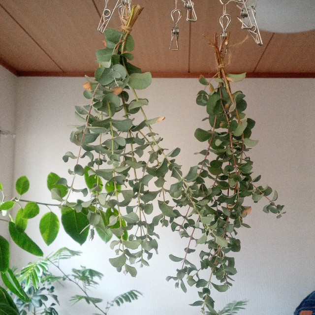 f:id:olivemonstera:20221128170251j:image f:id:olivemonstera:20221128170251j:image