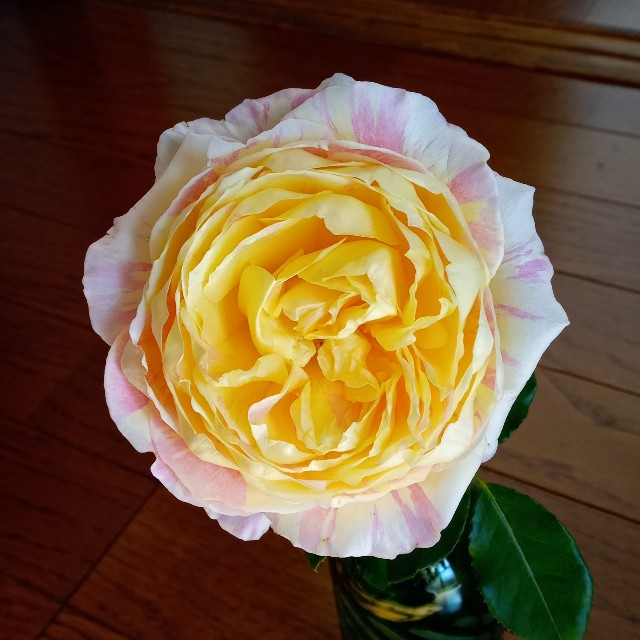f:id:olivemonstera:20221207153324j:image f:id:olivemonstera:20221207153324j:image