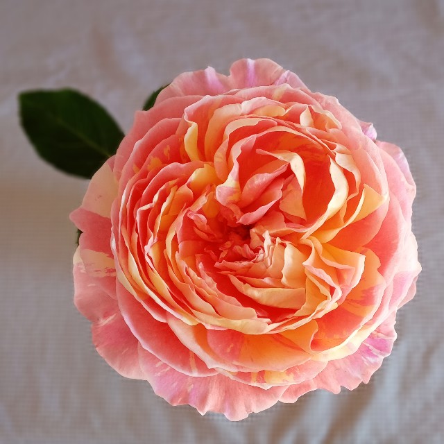 f:id:olivemonstera:20221207153425j:image f:id:olivemonstera:20221207153425j:image