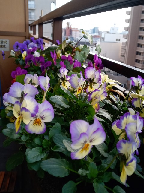 f:id:olivemonstera:20221225155803j:image f:id:olivemonstera:20221225155803j:image