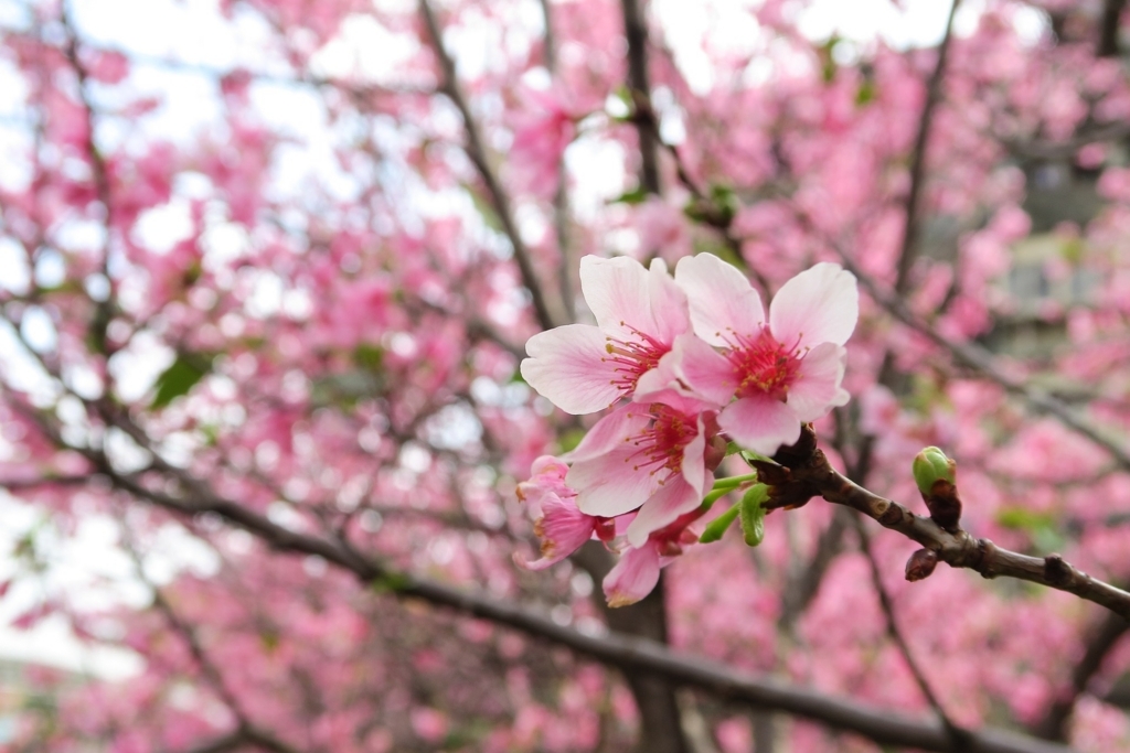 f:id:oliverchang:20180321212107j:plain