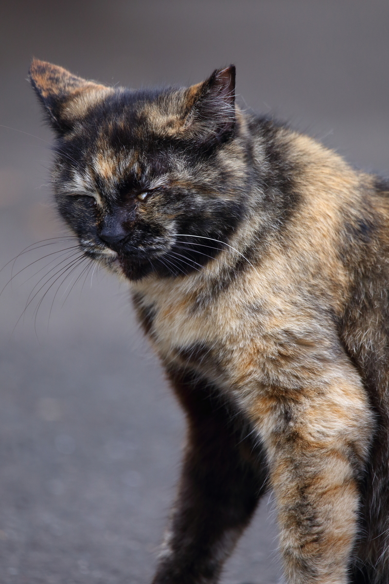 f:id:om08amagi:20200720222652j:plain f:id:om08amagi:20200720222652j:plain