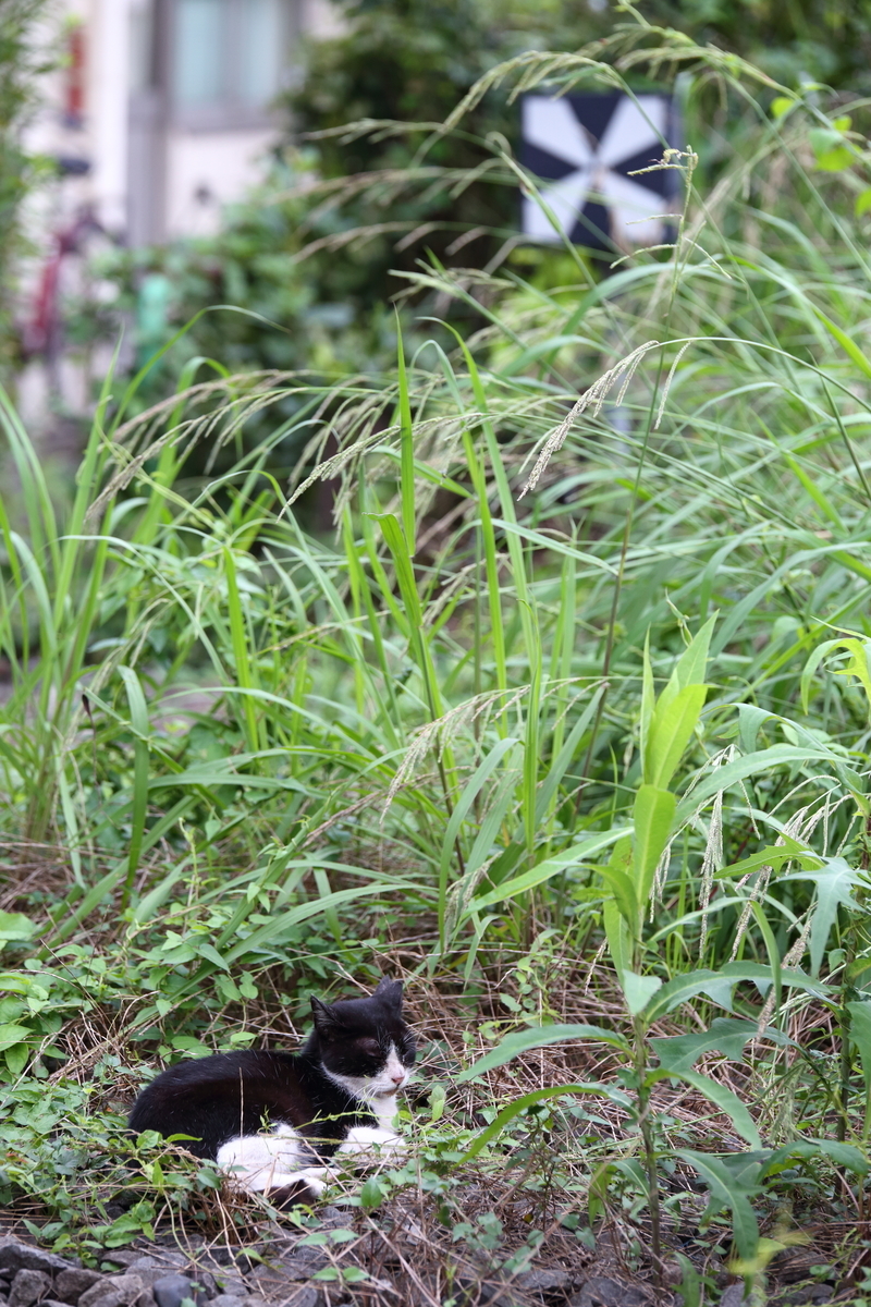 f:id:om08amagi:20200720223452j:plain f:id:om08amagi:20200720223452j:plain