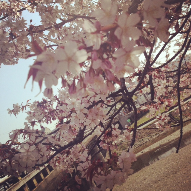 f:id:omachaaaa:20130405182723j:plain f:id:omachaaaa:20130405182723j:plain