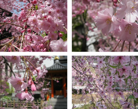 f:id:omachaaaa:20130406205537j:plain