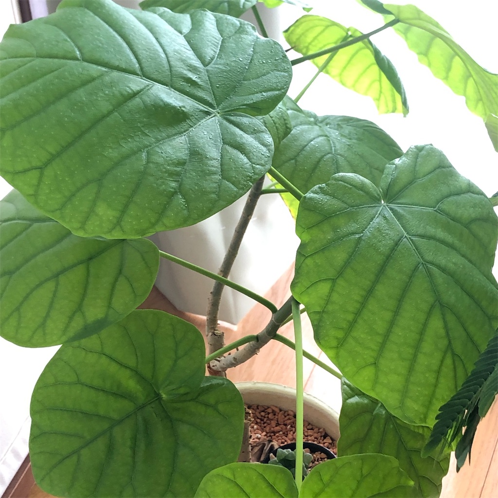 f:id:omamenisshi:20191222113110j:image f:id:omamenisshi:20191222113110j:image