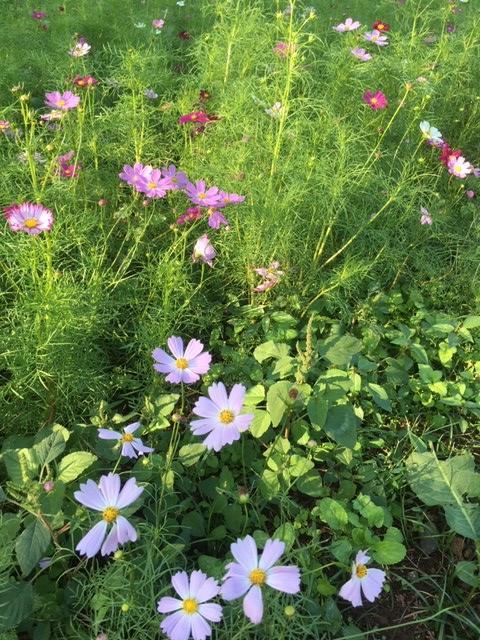f:id:omamenotabilog:20191019172301j:plain f:id:omamenotabilog:20191019172301j:plain