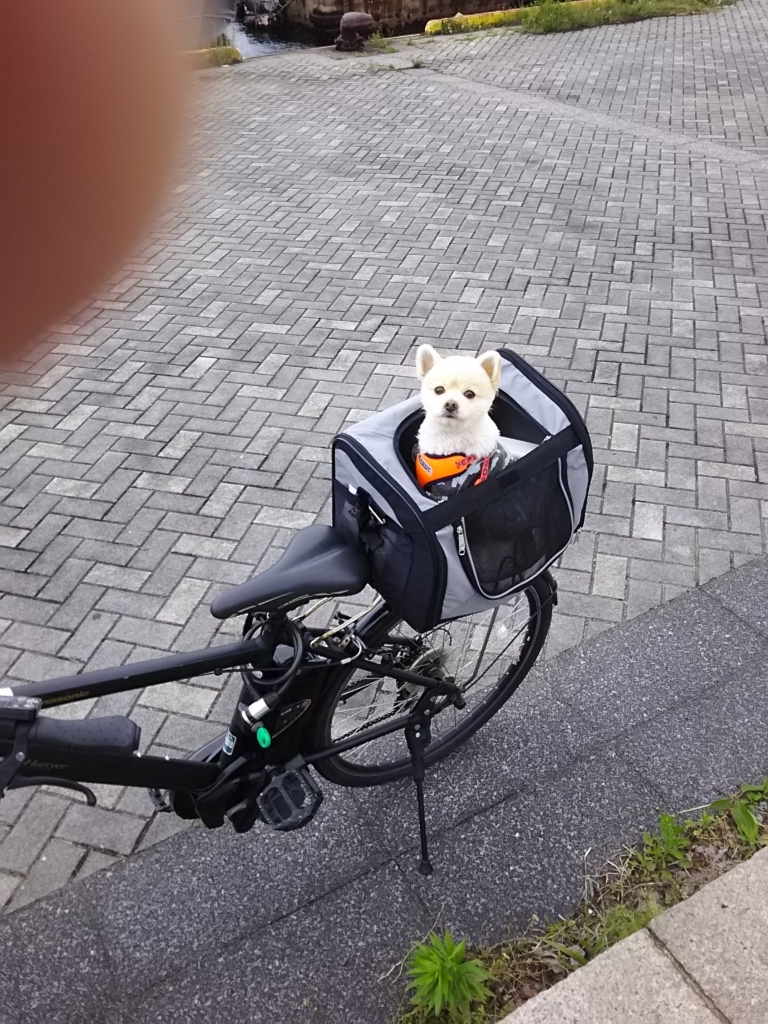 自転車初体験 ポメラニアンと豆柴