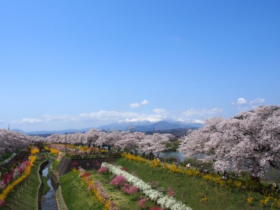 一目千本桜・２０２４春