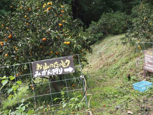 小田原のみかん狩りの看板