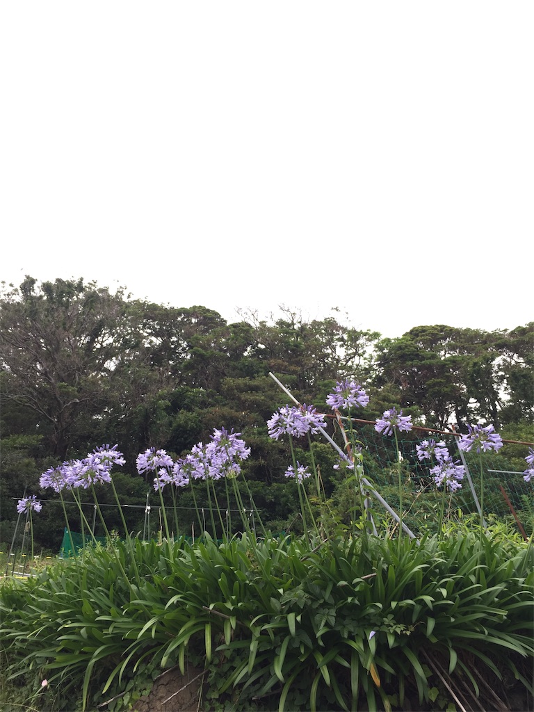 f:id:ombramaife:20200627181117j:image f:id:ombramaife:20200627181117j:image