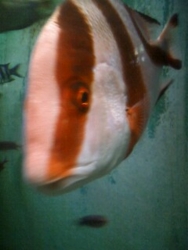 f:id:omcon:20090830115514j:image