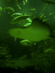 f:id:omcon:20090830120414j:image